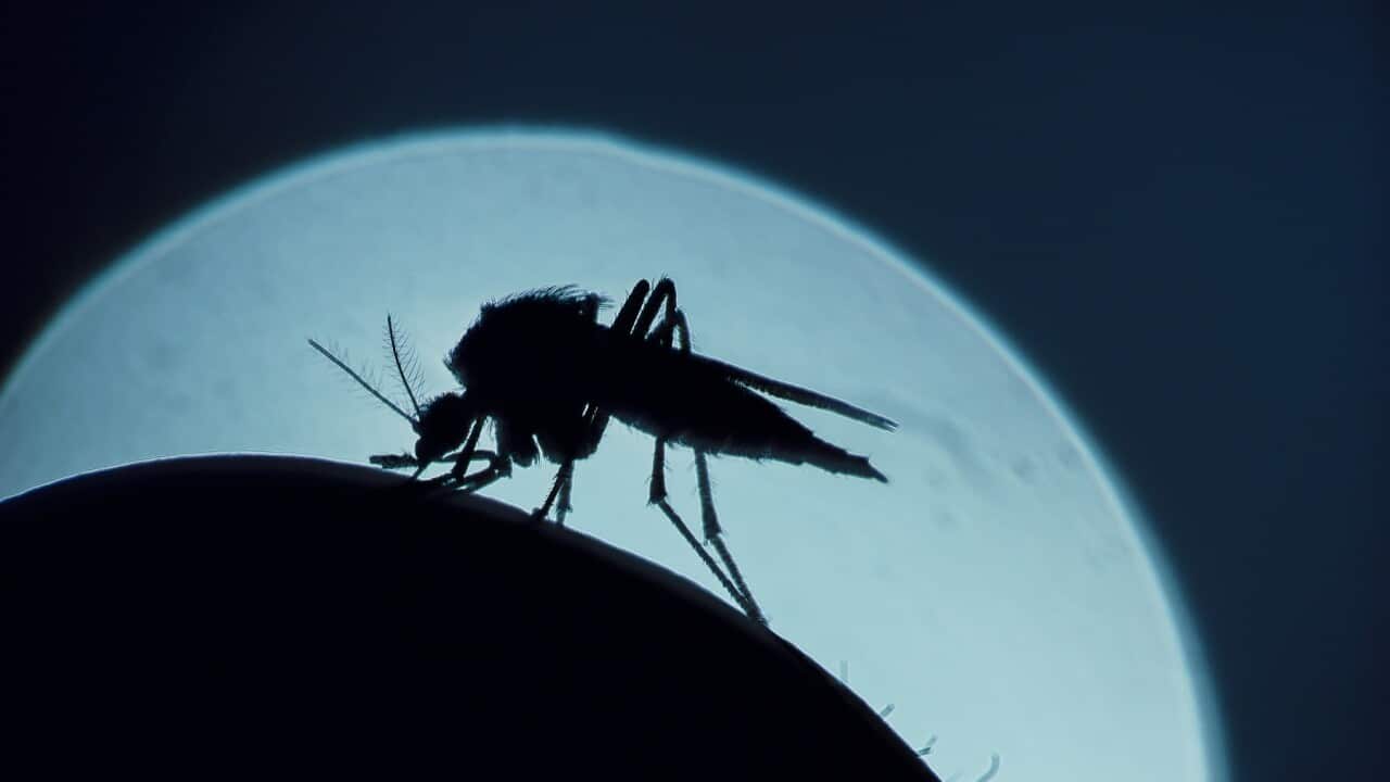 A mosquito bites a human arm (Getty).
