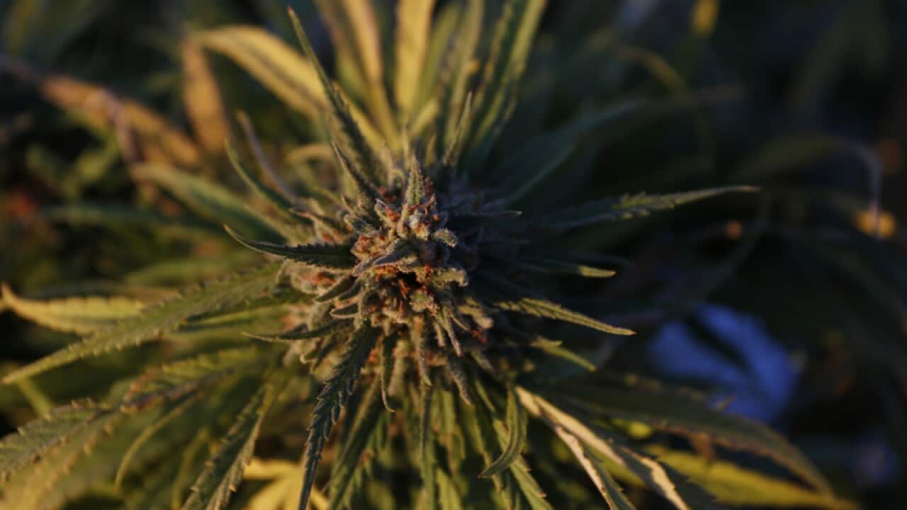 A row of maturing cannabis plants