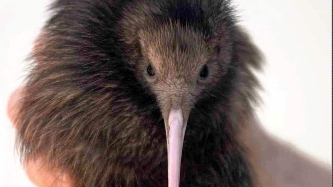 Brown kiwi