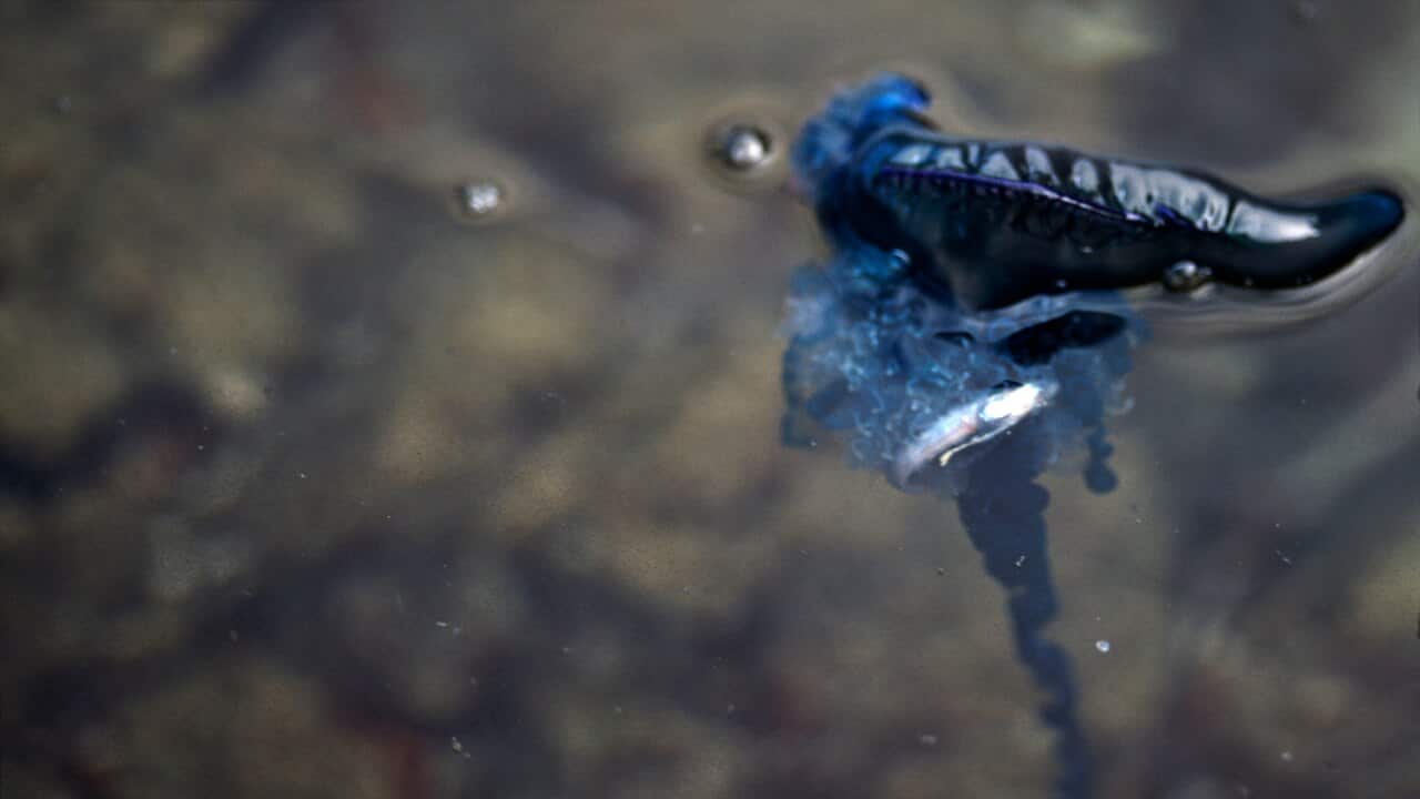 Blue bottle, Physalia utriculus, Indo-Pacific Portuguese Man-of-War