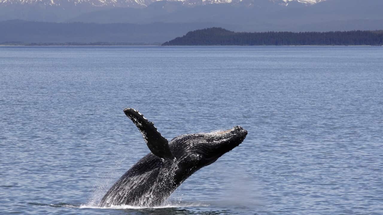 Humpback whale breaching off Icy Straits Point in Alaska. (Photo by: Loop Images/Universal Images Group via Getty Images)