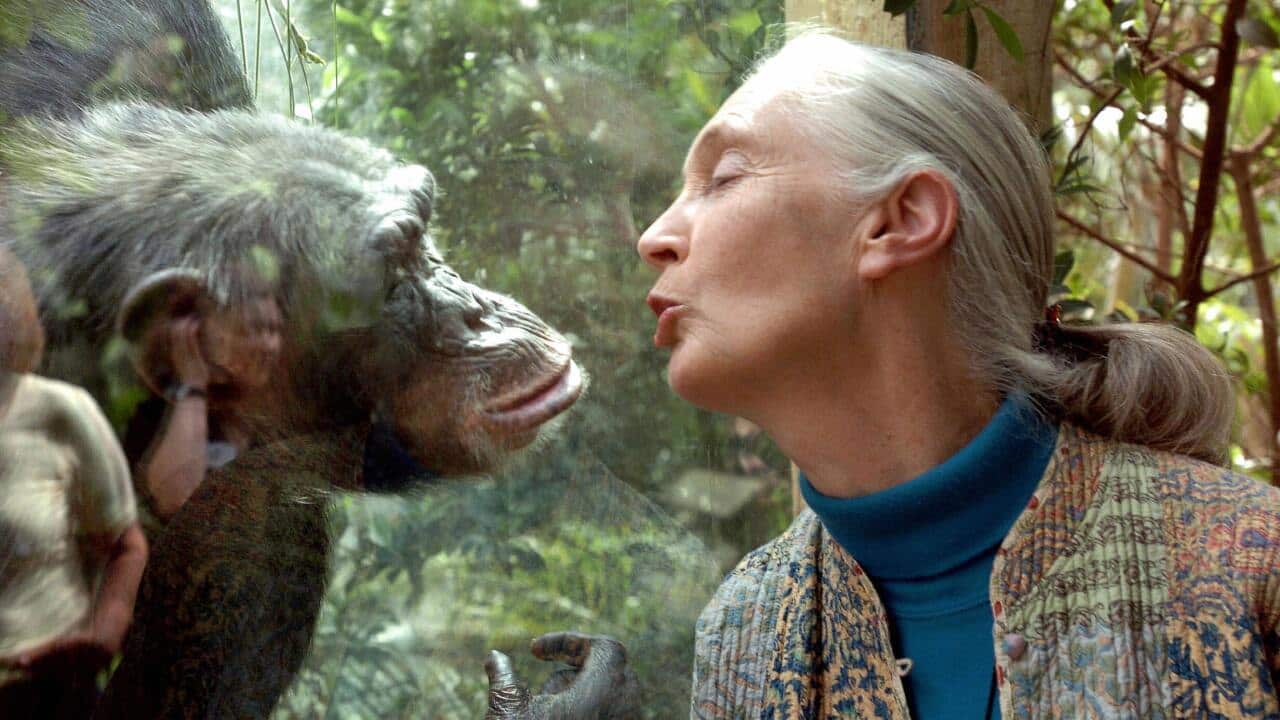 Jane Goodall, the world's foremost autho