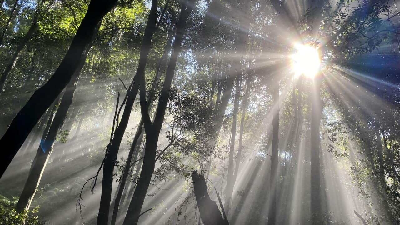 Sun rays shine through the treetops at the Furber Steps Track in the Blue Mountains, New South Wales.