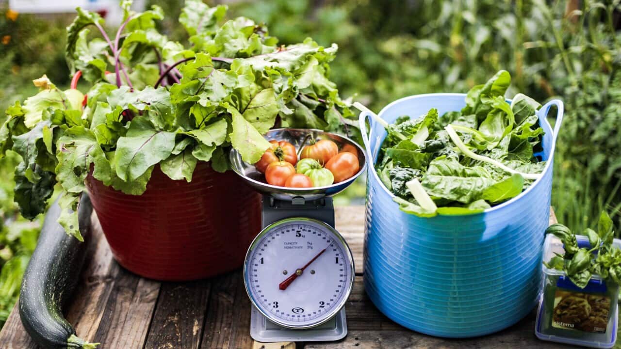 Produce grown in the urban farm in Port Melbourne.