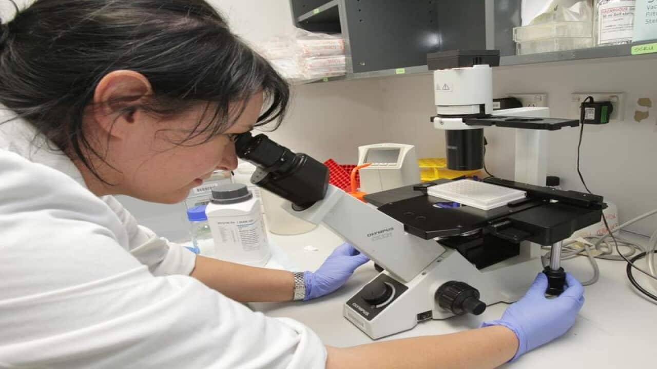 A scientist works in a lab at St Vincent's Institute, Melbourne.