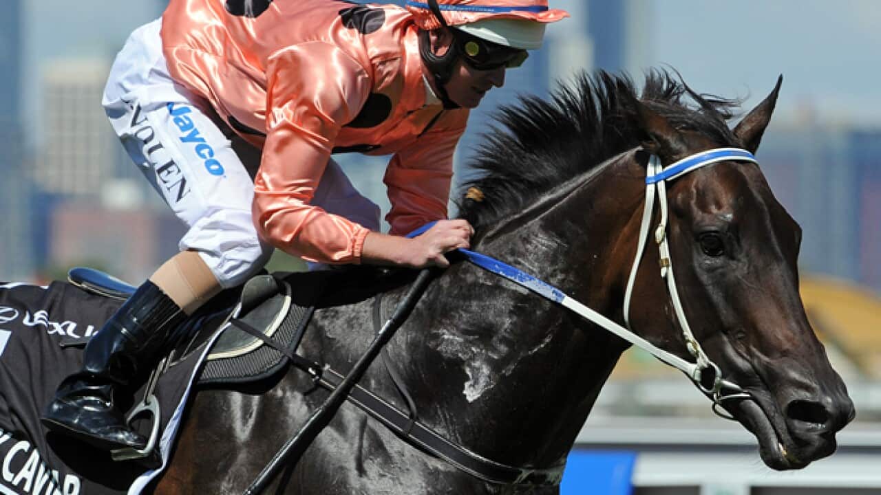 Black-Caviar_racing_australian_cup_120311_B_AAP_1619107716