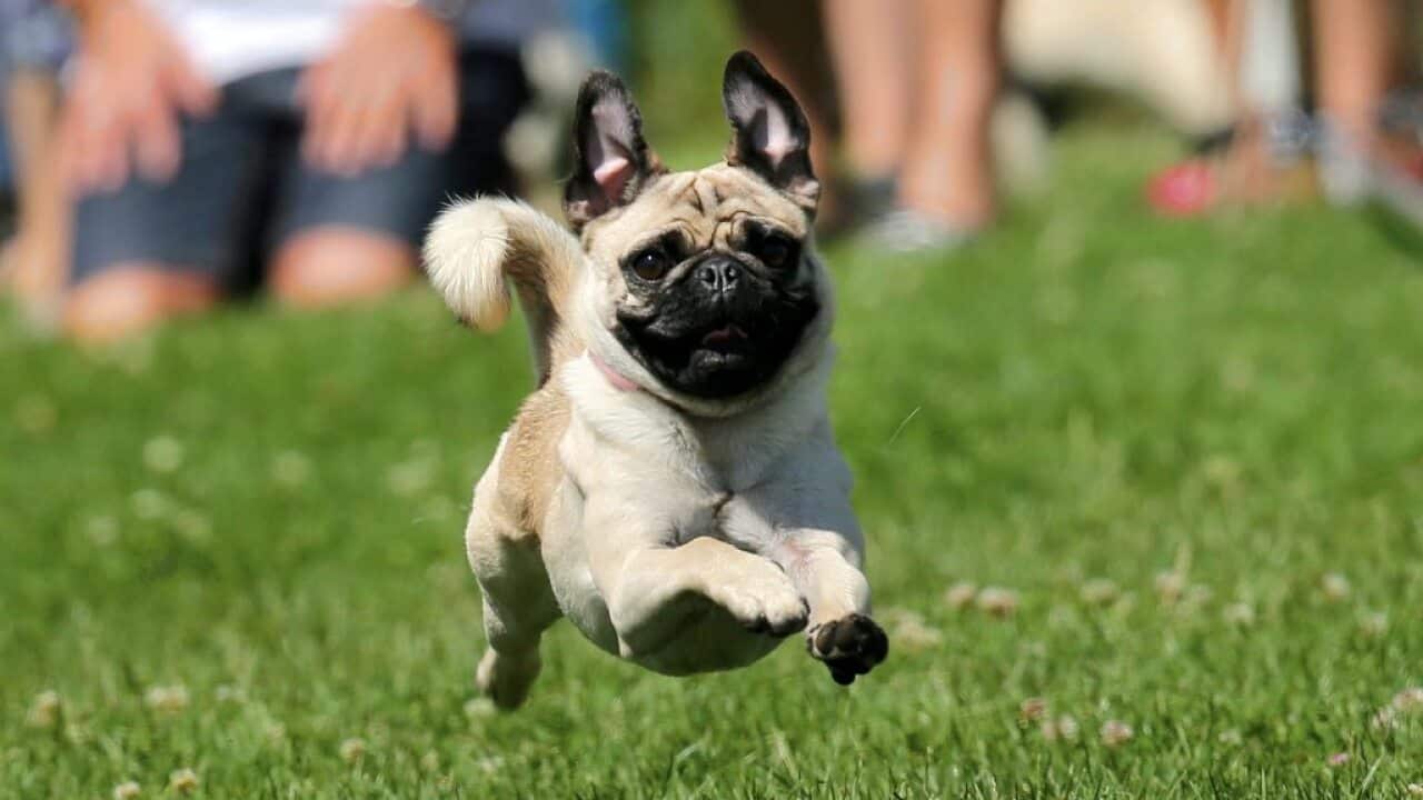 Pug dog