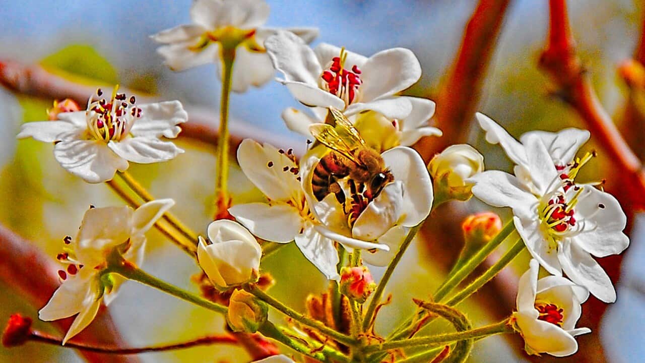 Flowers of Ornamental Pear
