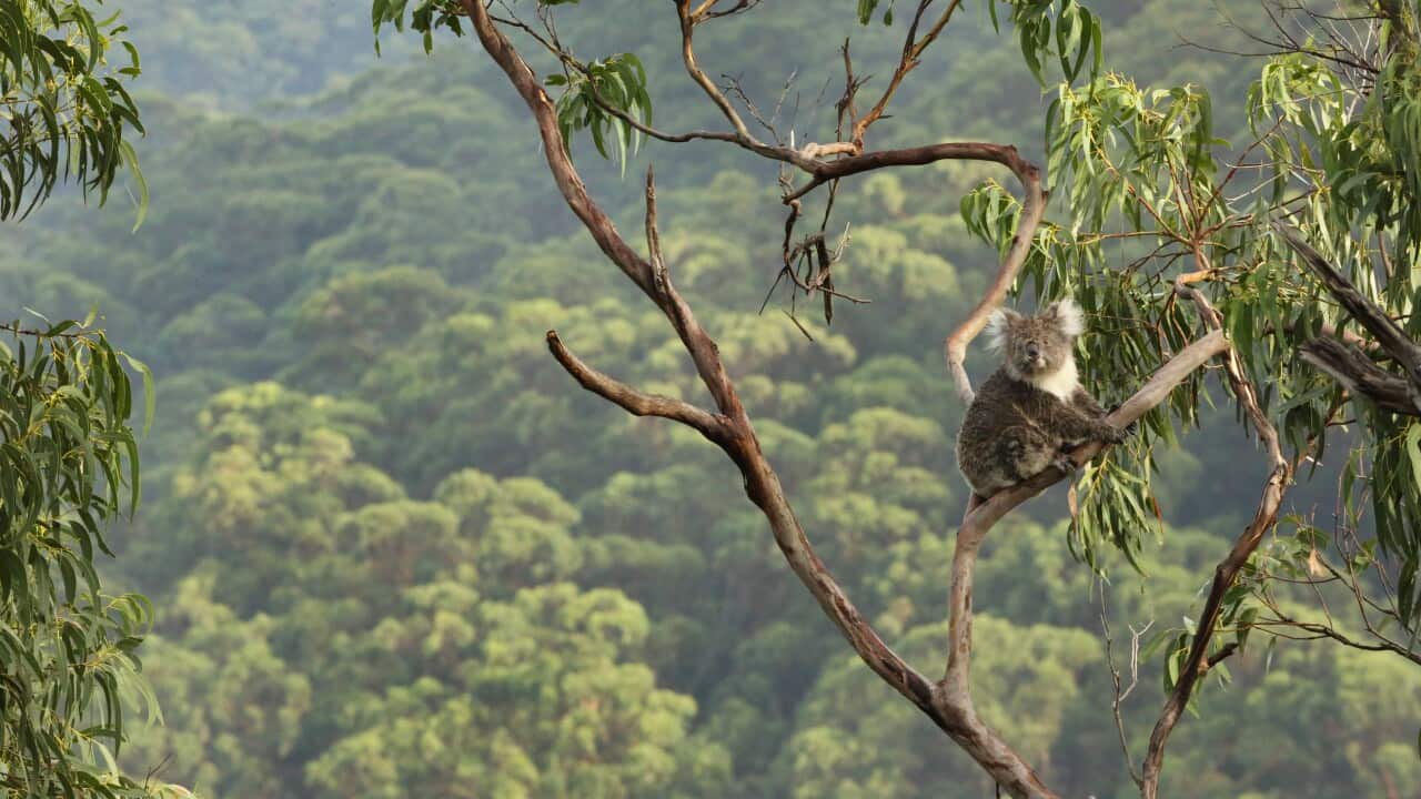 Koala up a tree with forest background