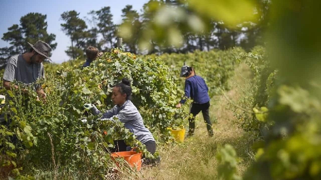 Australia's fruit and vegetable farmers need an extra 26,000 workers to harvest their crops