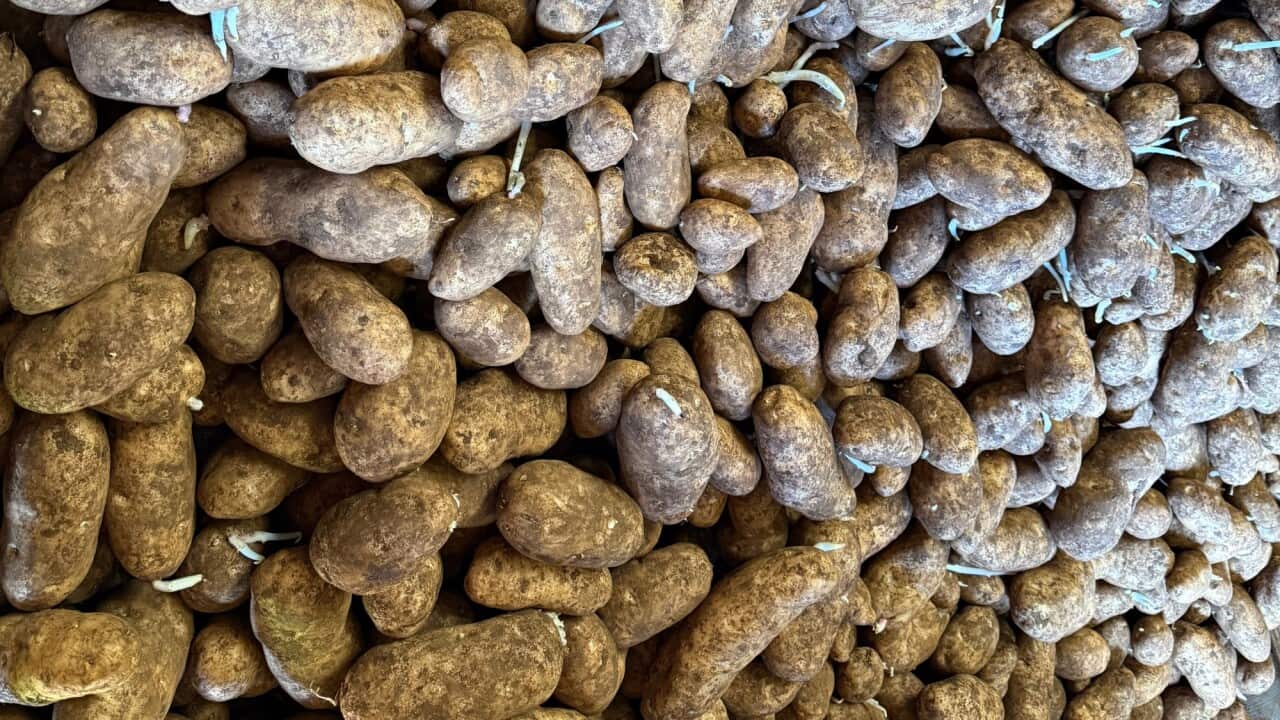 Russet burbank potato affected by mop top virus_Kerrin Thomas_SBS.jpg