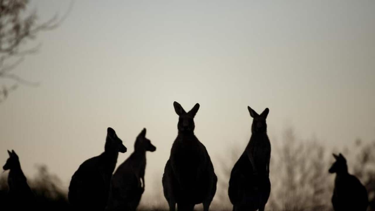 Kangaroos
