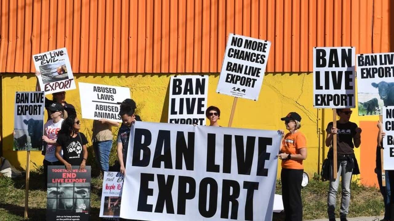 Live animal export protestors hold up signs