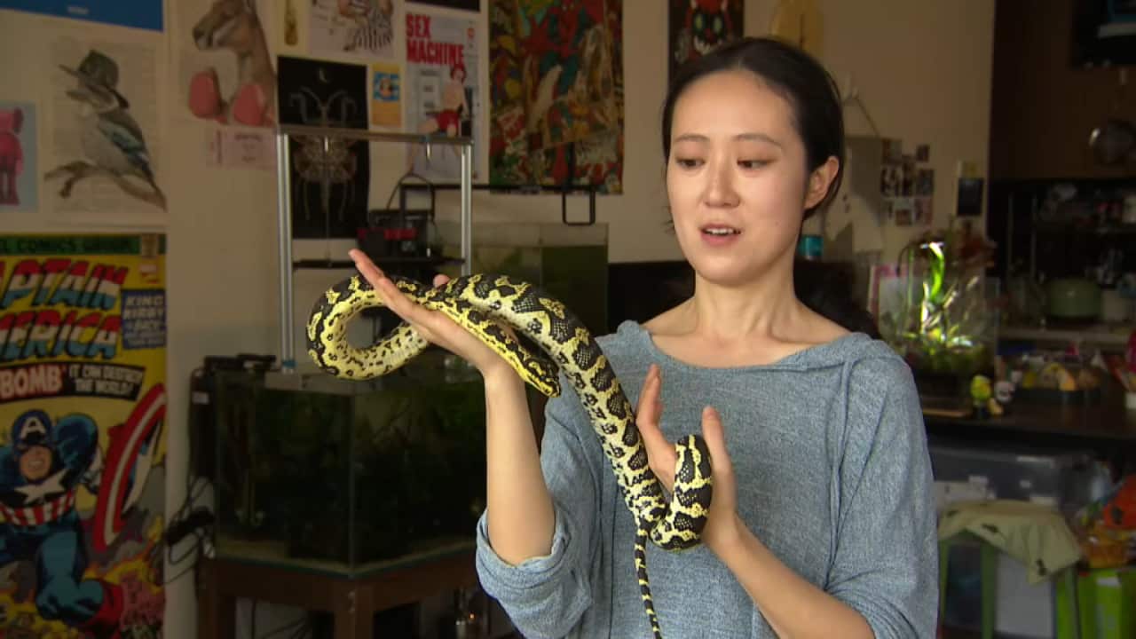 蛇宠贺新春：冷酷外表下的温柔伙伴| SBS Chinese