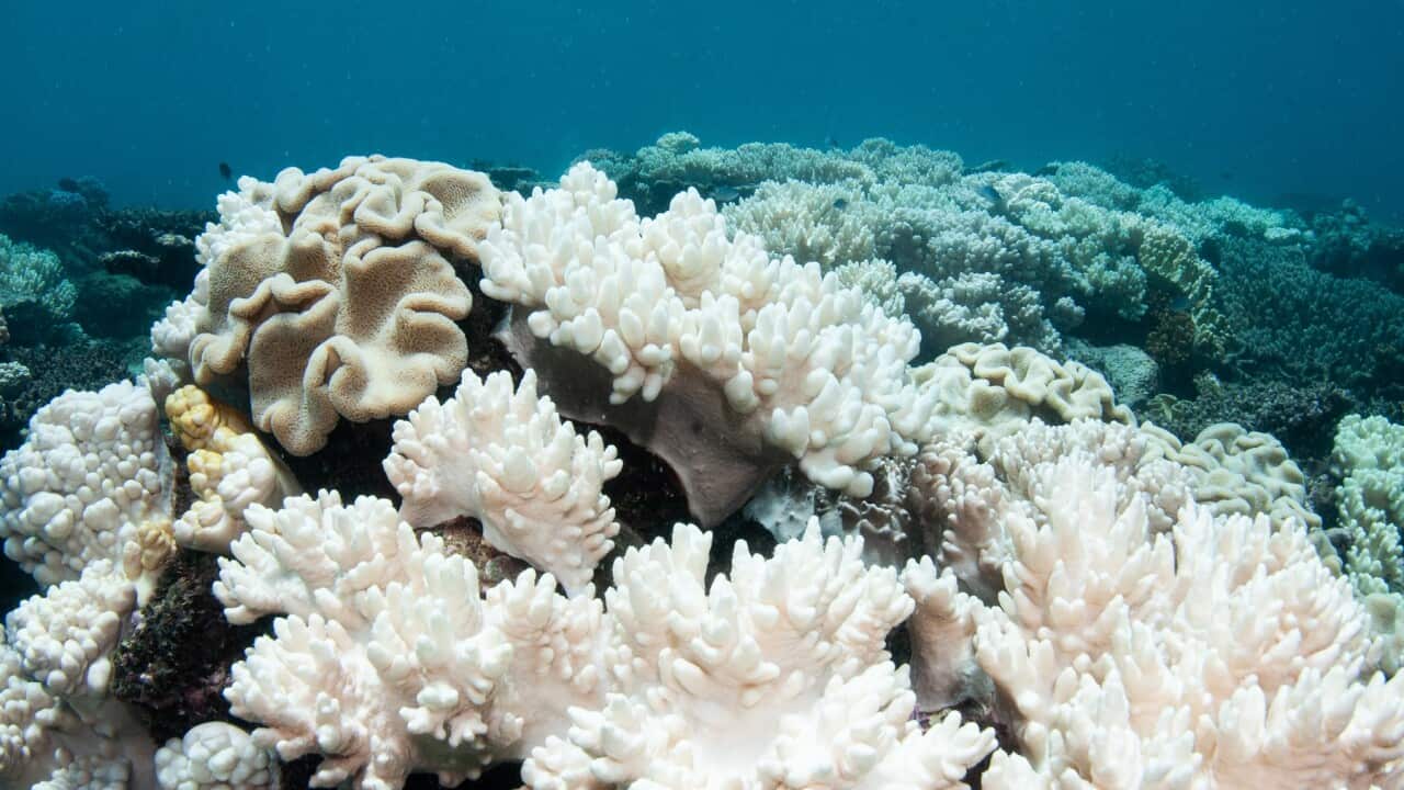 Soft Corals Coral Bleaching on the Great Barrier Reef