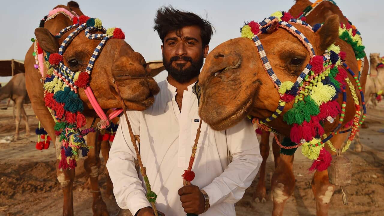 A man poses with two camels.
