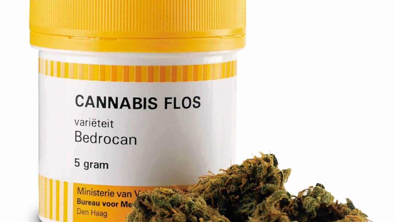 marijuana to produce medicinal products