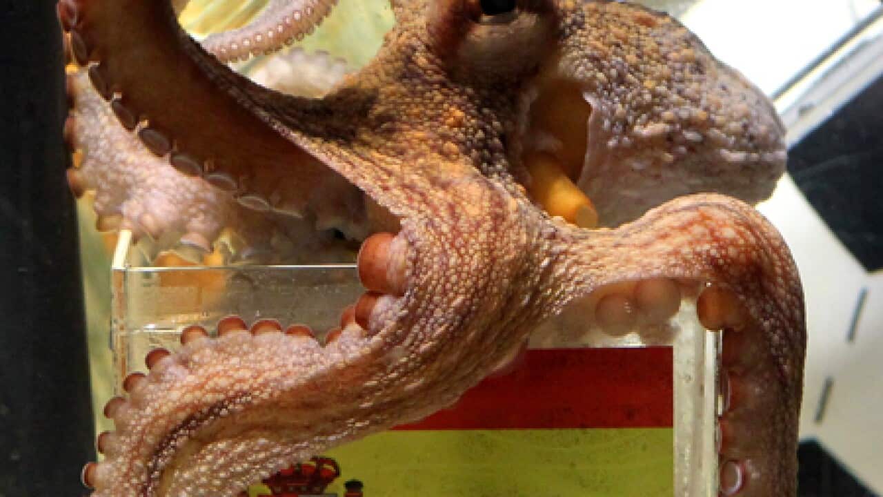 paul_octopus_spain_100712_B_getty_444068079