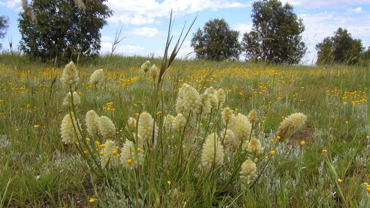 Reclaiming Victoria's flowering native grasslands SBS NITV