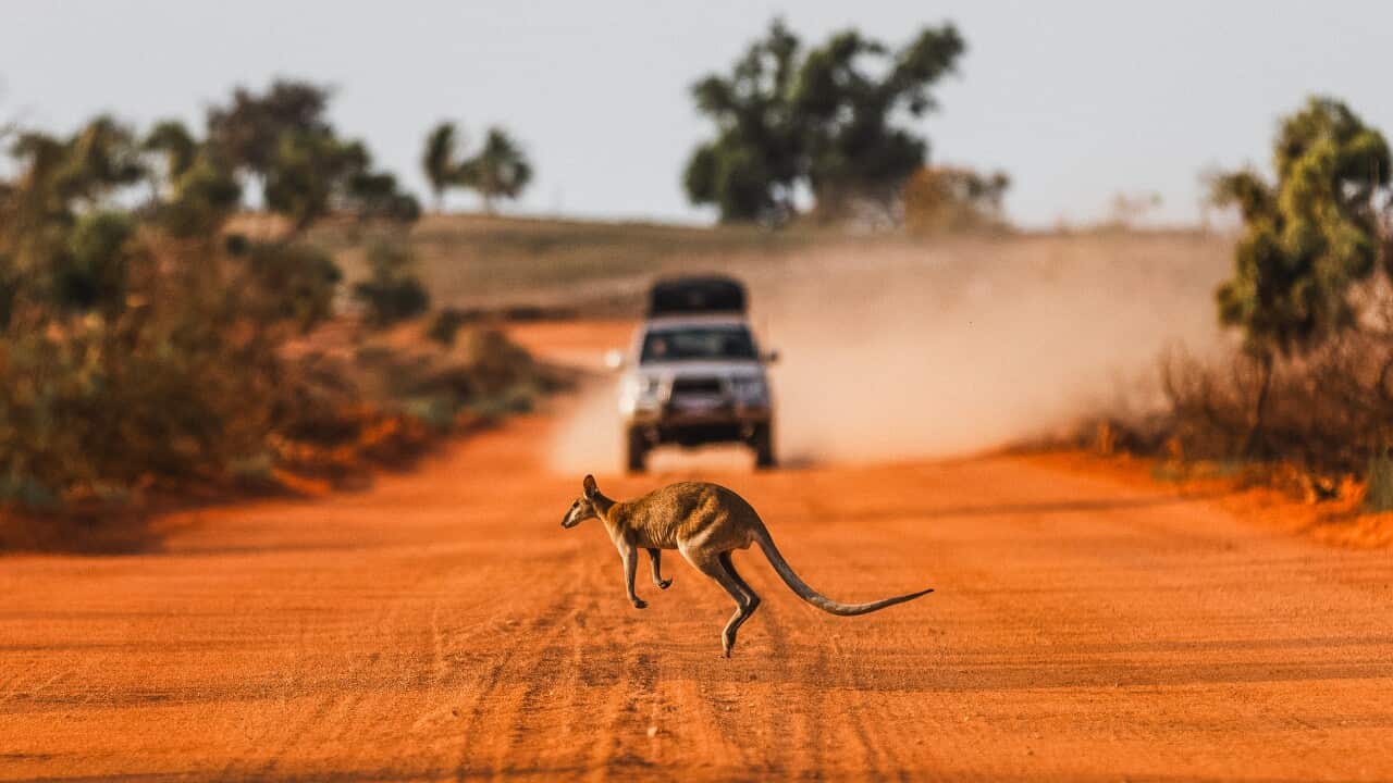 Kangaroo hopping across an orange coloured dirt road with a 4x4 approaching in the background, The Kimberley, Western Australia, Australia