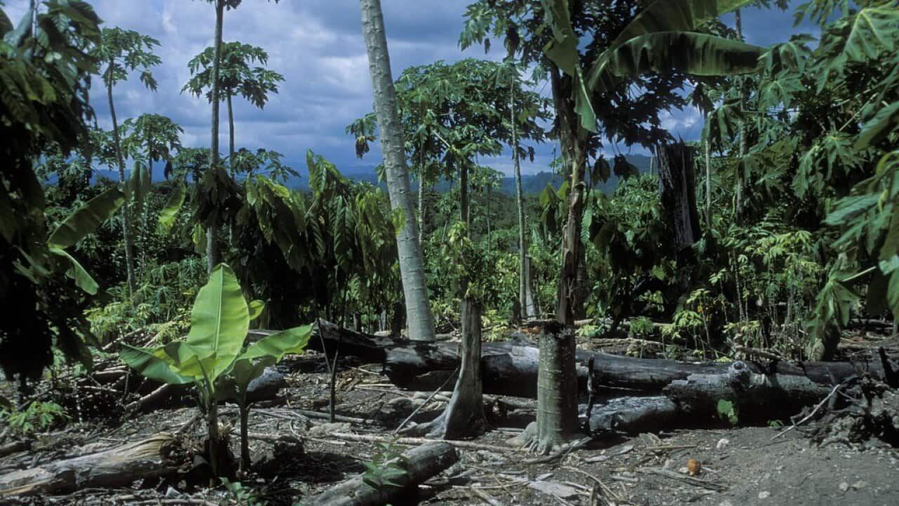 The destruction of forests in Indonesia through deforestation needs to be stooped.