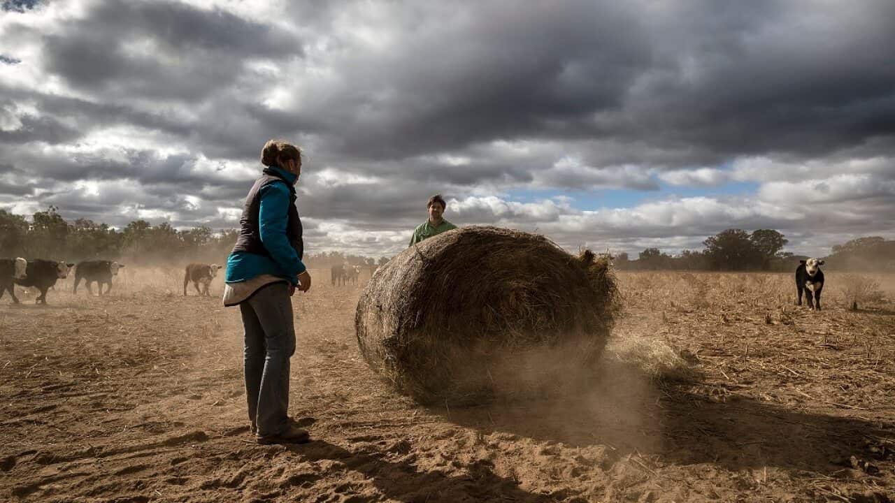 Much of Australia has been hit by drought.