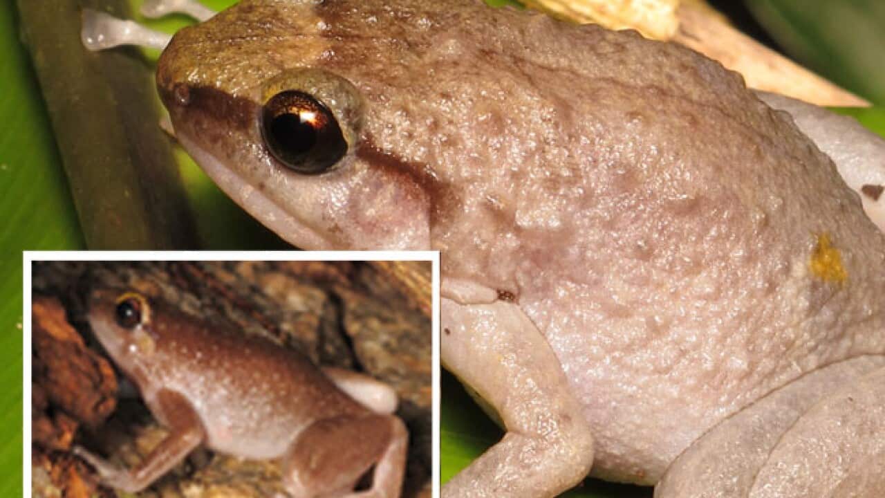 qld_frogs_111007_jcu_2018915963