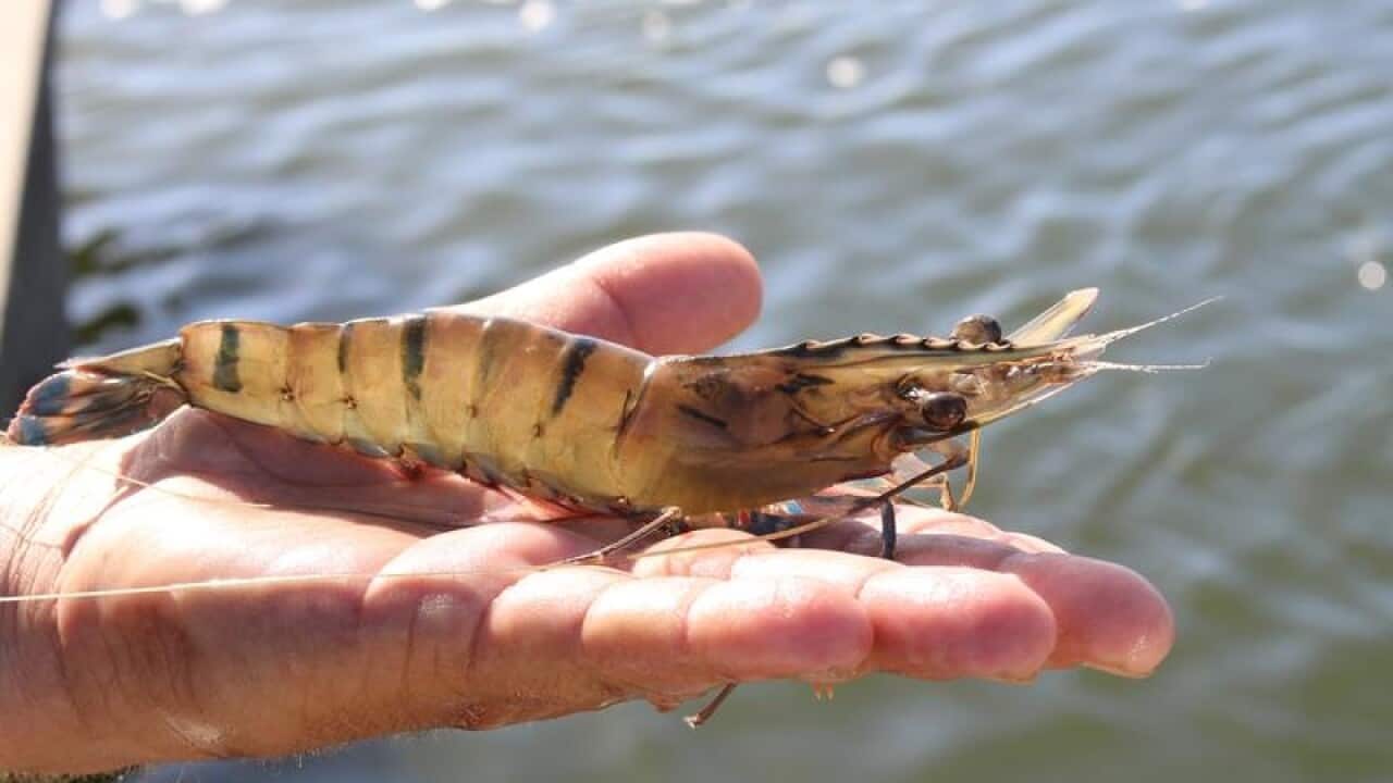 Image of a black tiger prawn from a North Queensland prawn farm.