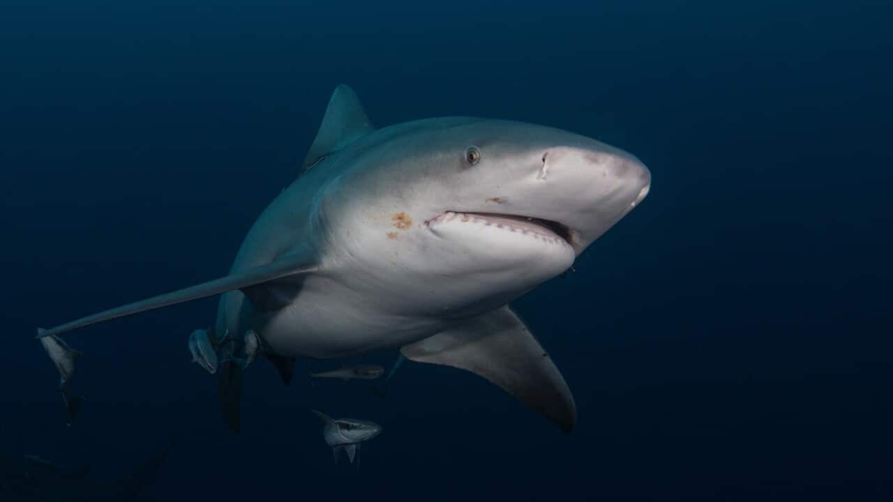 A bull shark swimming in gloomy conditions (Getty)