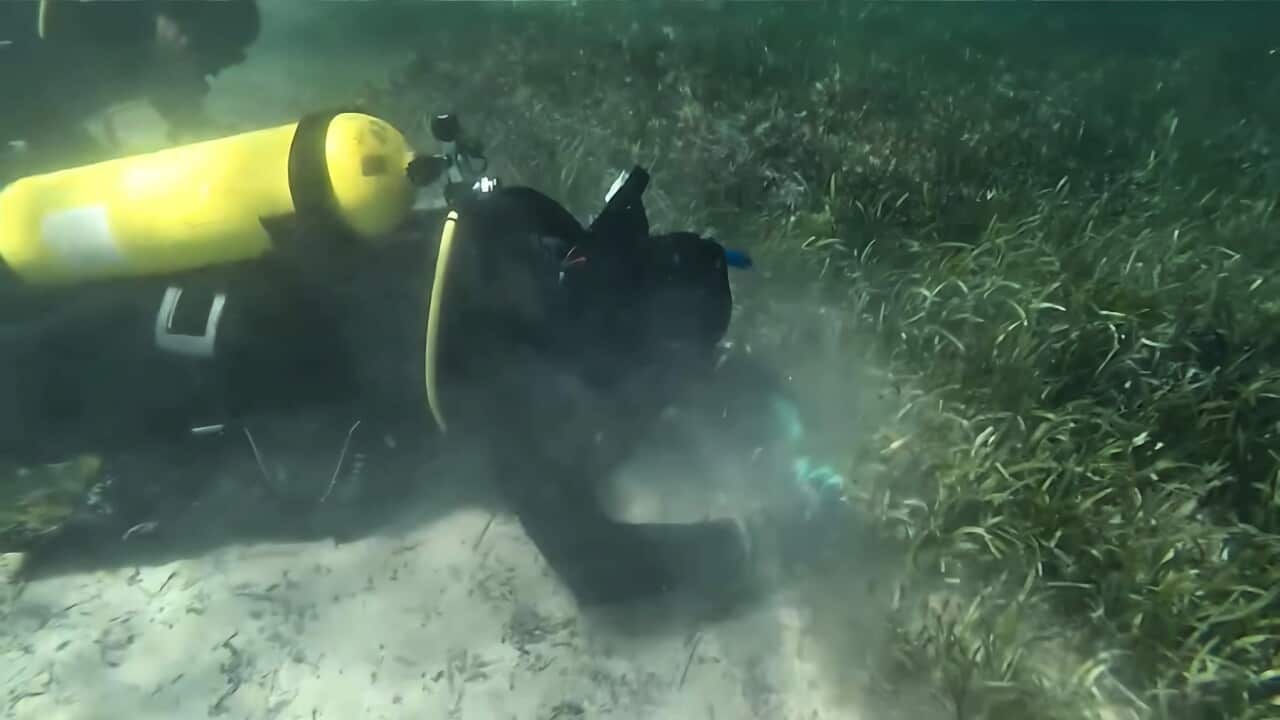 Hunting for sea cucumbers and replanting seagrass reserves (SBS).jpg