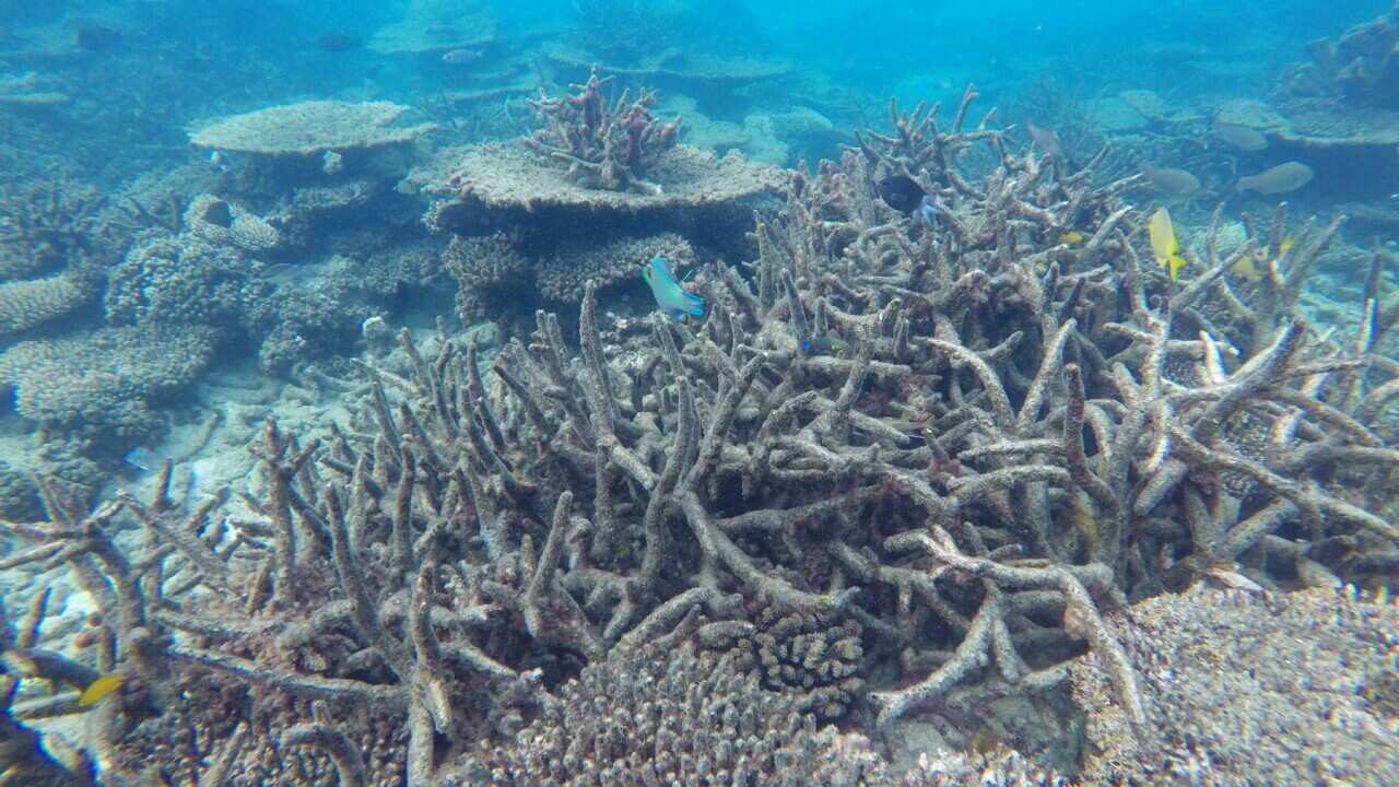 An area of the Great Barrier Reef damaged by bleaching (AAP).