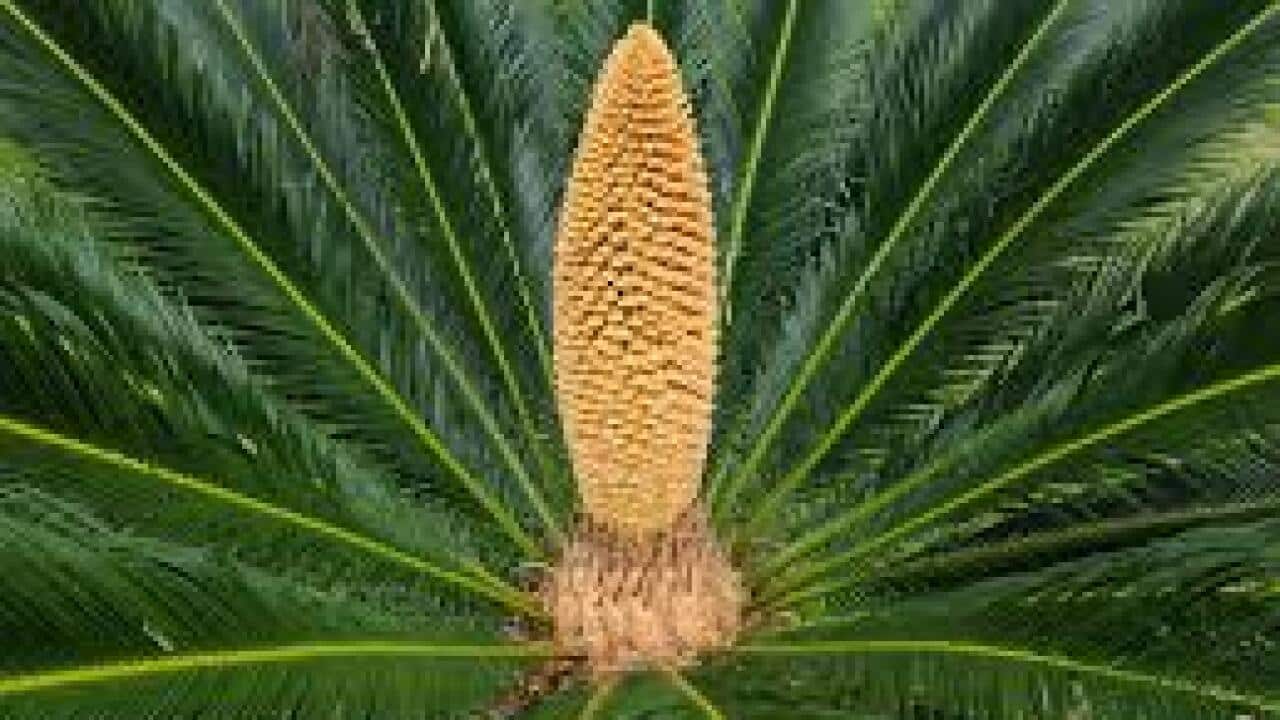 Cycas The Prehistorical Plant