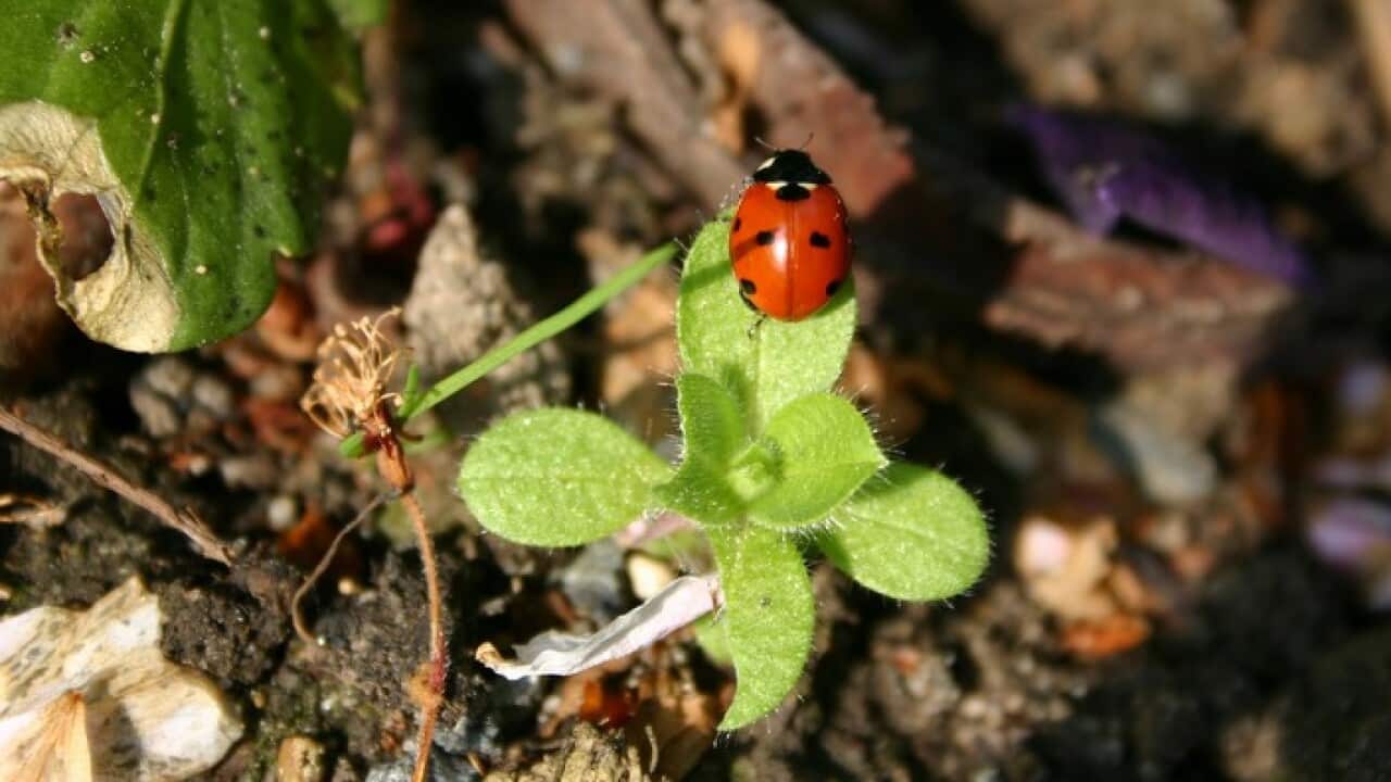 Ladybird in the garden