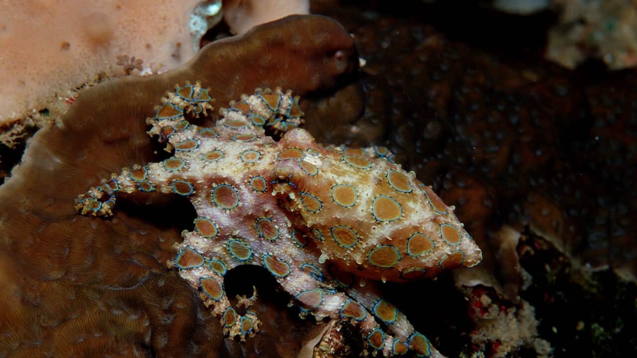 A tiny poisonous blue-ringed octopus on the Great Barrier Reef. (Photo by Reinhard Dirscherl/ullstein bild via Getty Images)