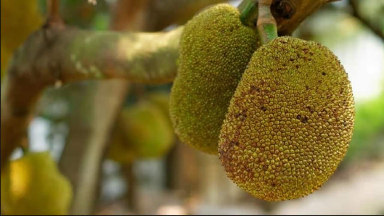jackfruit