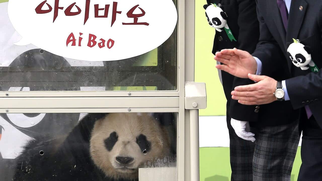 Ai Bao, a Chinese panda, arrives at Incheon International Airport, west of Seoul, South Koprea, 3 March 2016. (AAP)