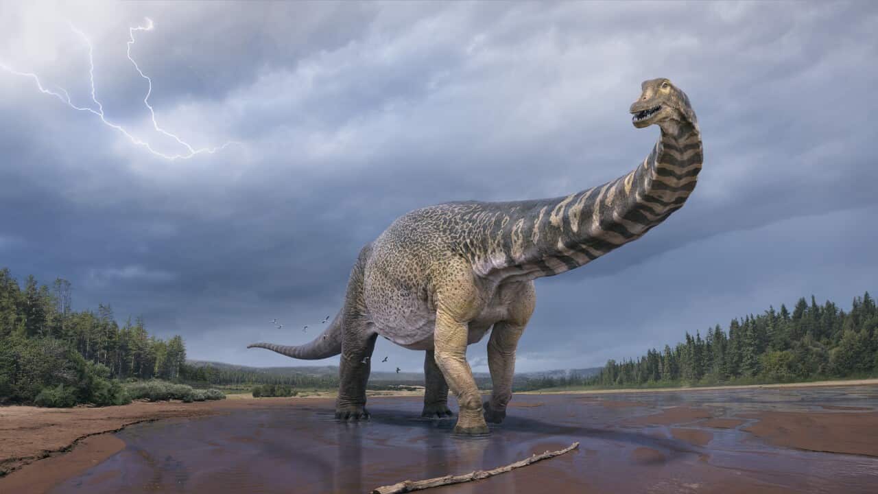 Australotitan cooperensis, 'Cooper', the Southern Titan from the Cooper from Hocknull et al. 2021