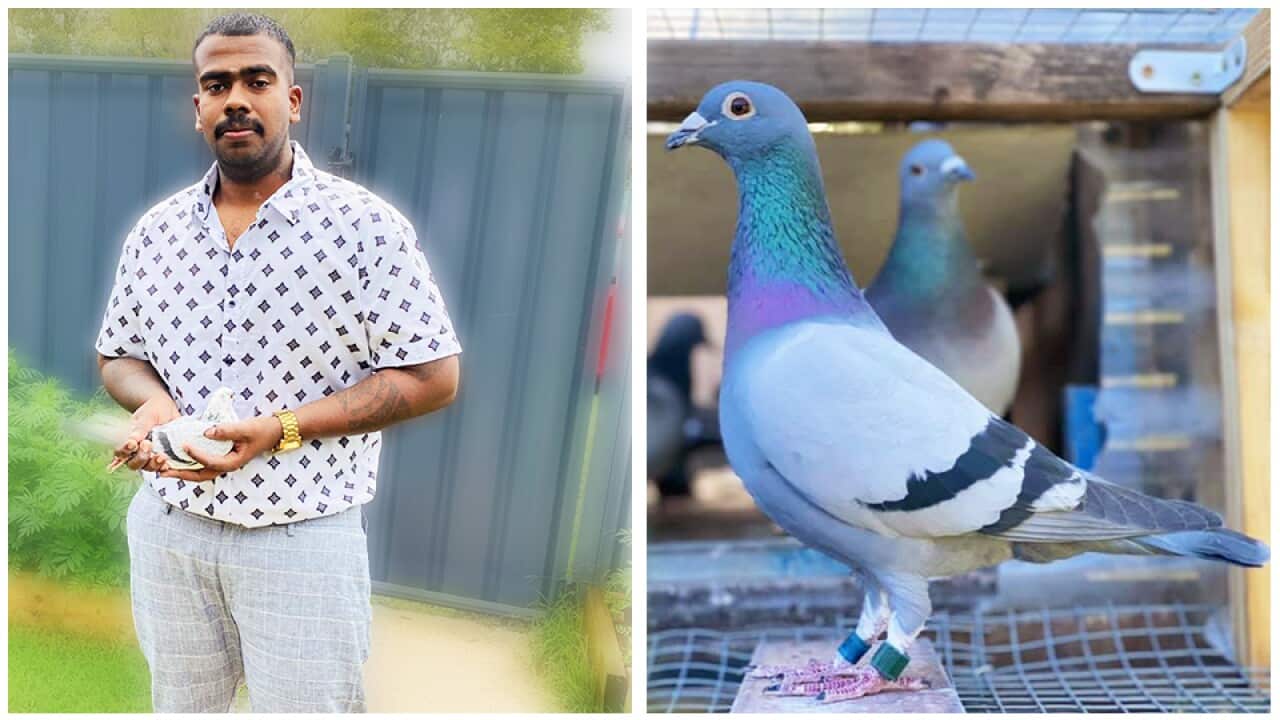 Sakithian Chandrakanthan and one of his Ace pigeons