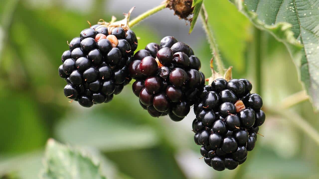 Black Berries