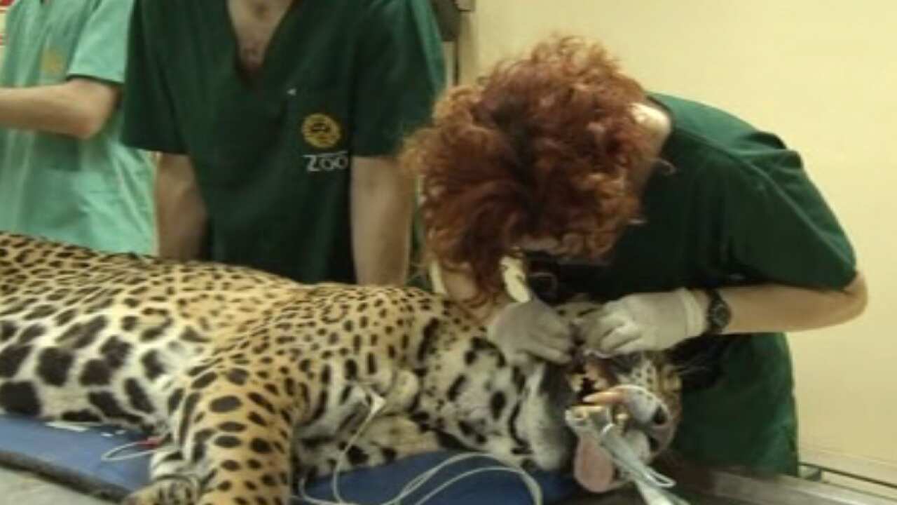 Vets in Buenos Aires Zoo extract blood, semen and hair samples from Argentina's rare jaguar. (Reuters)