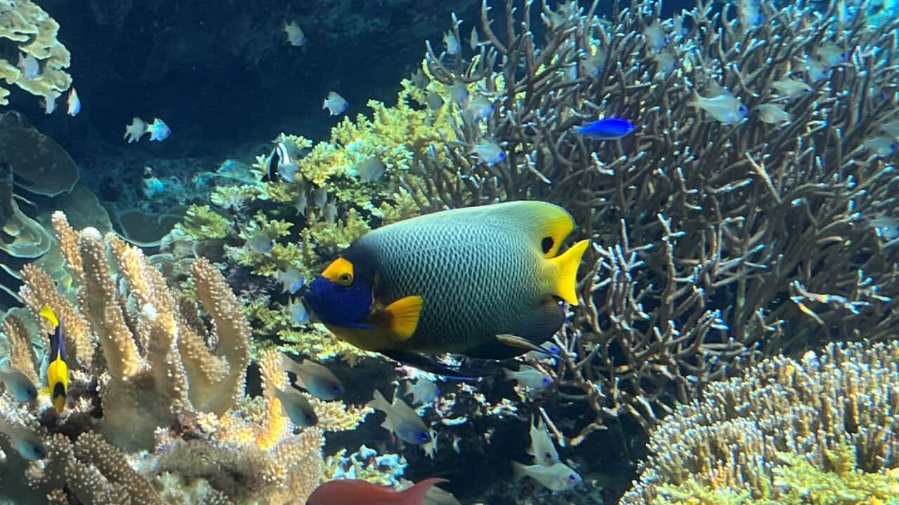 Are coral reefs facing irreversible harm (SBS).jpg