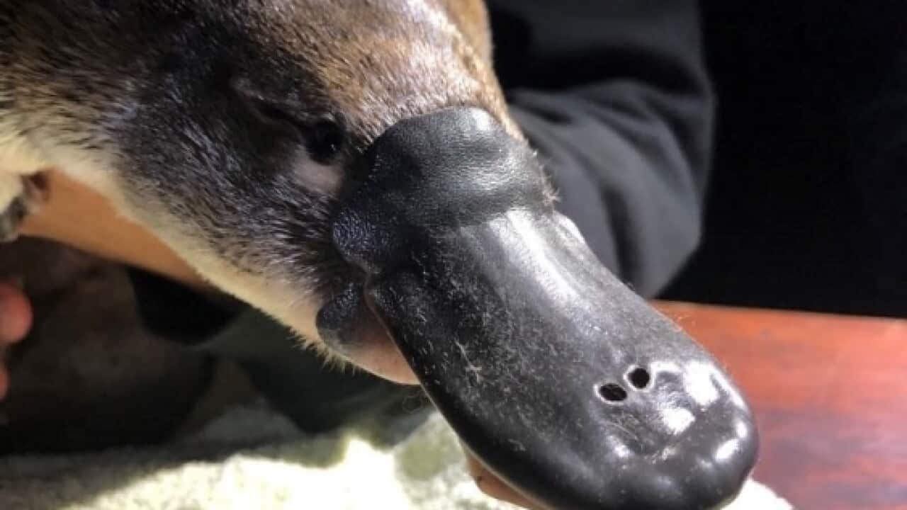 There are reports platypus are becoming stranded in dried up rivers. 