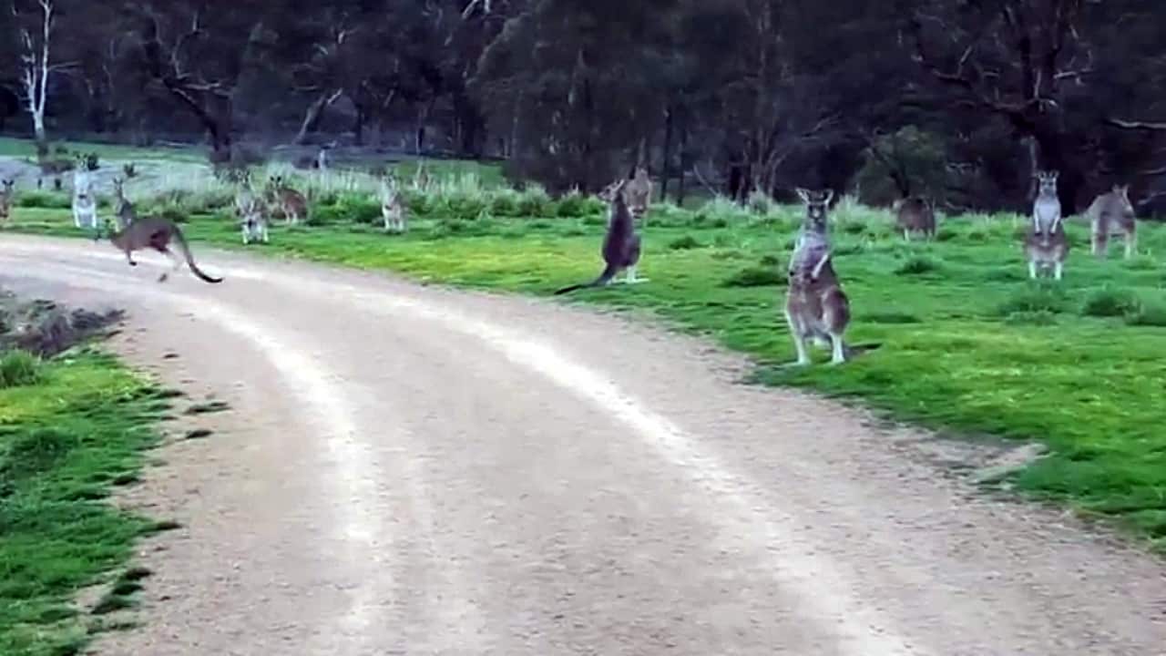 Kangaroos, Victoria