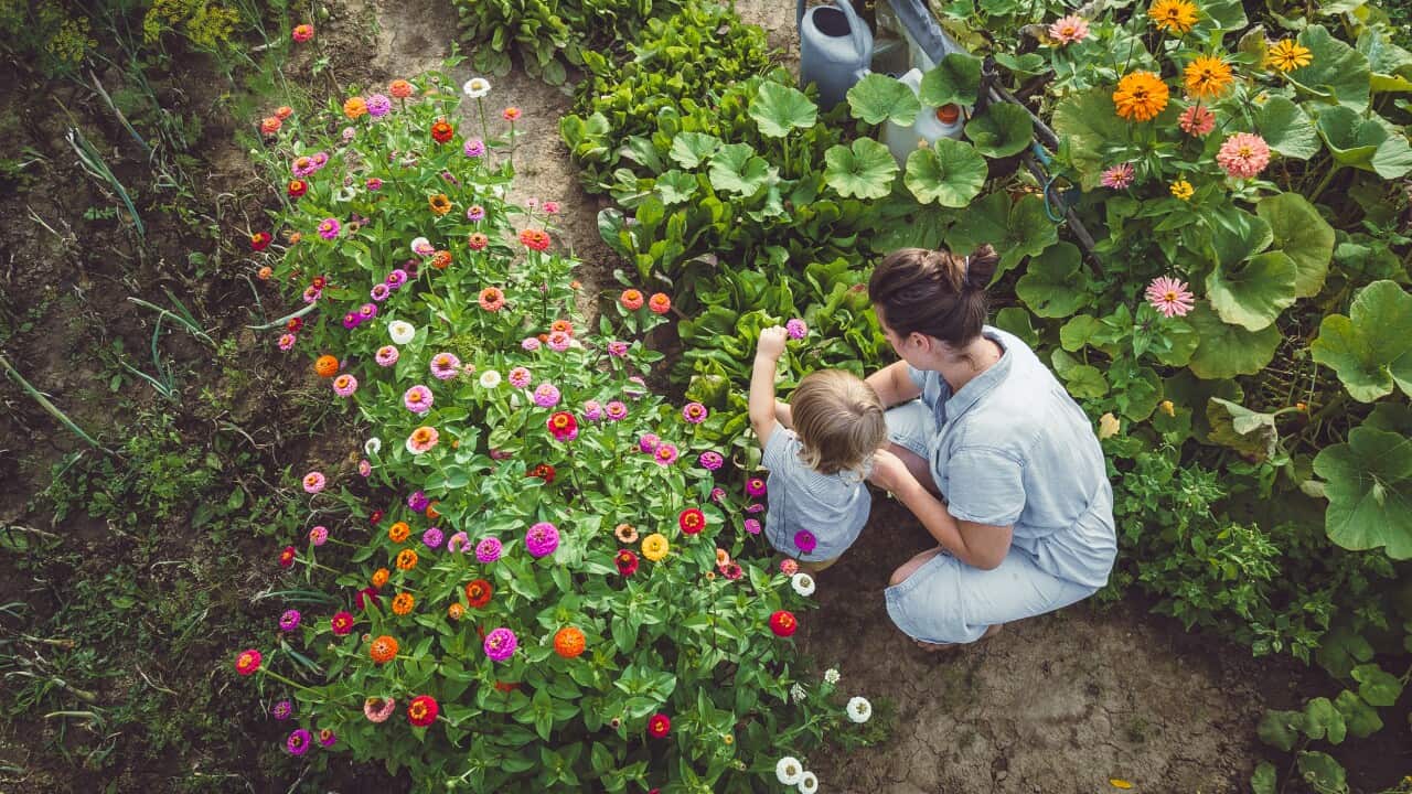 Woman With Son in a Home Grown Garden