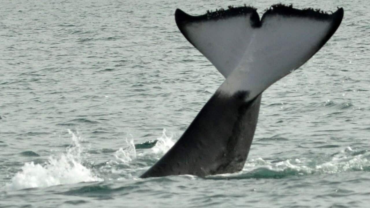 killer whale swimming