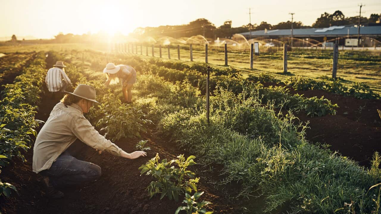 Farm workers