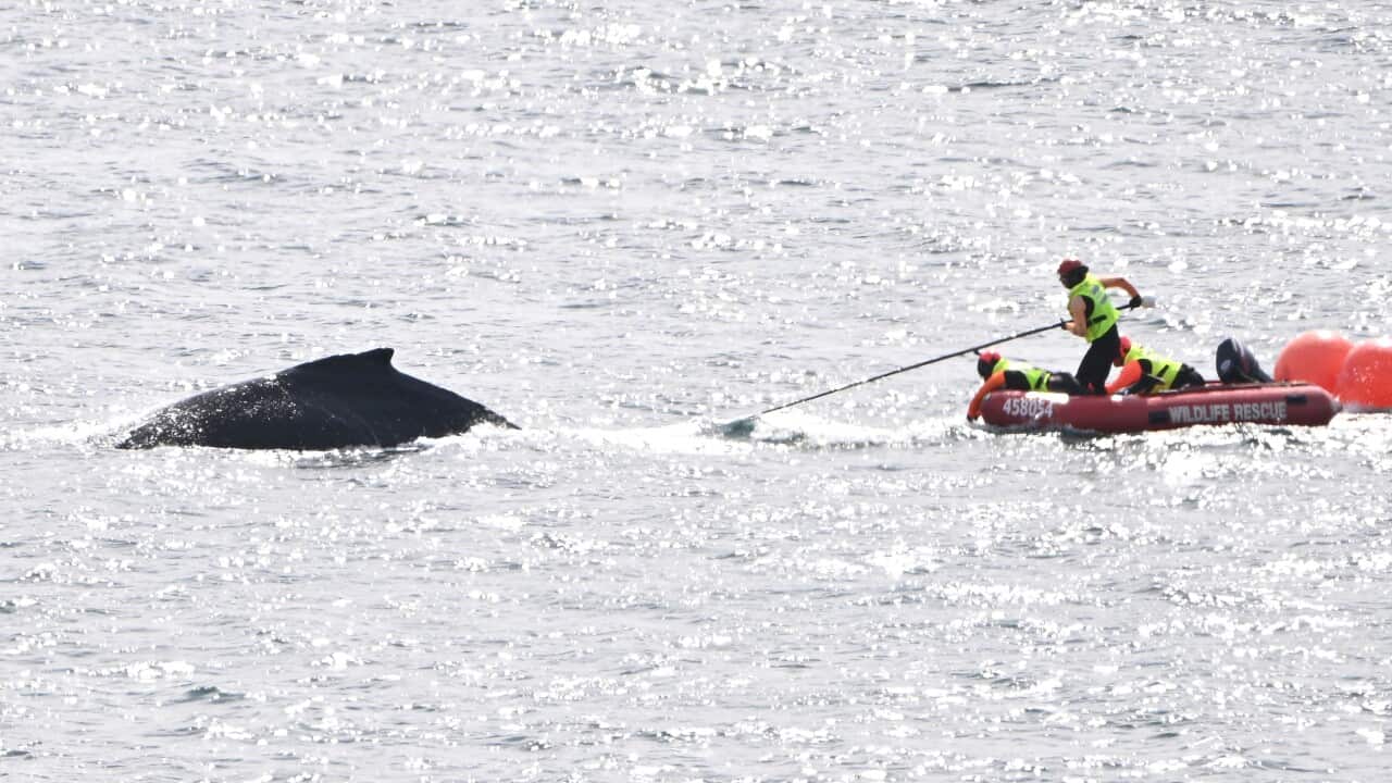 WHALE SYDNEY HARBOUR NETS RESCUE