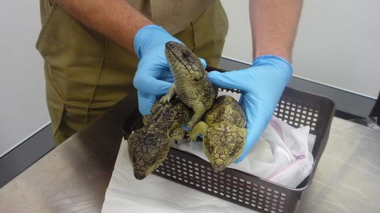 An Australian Border Force officer holds rescued bobtail lizards