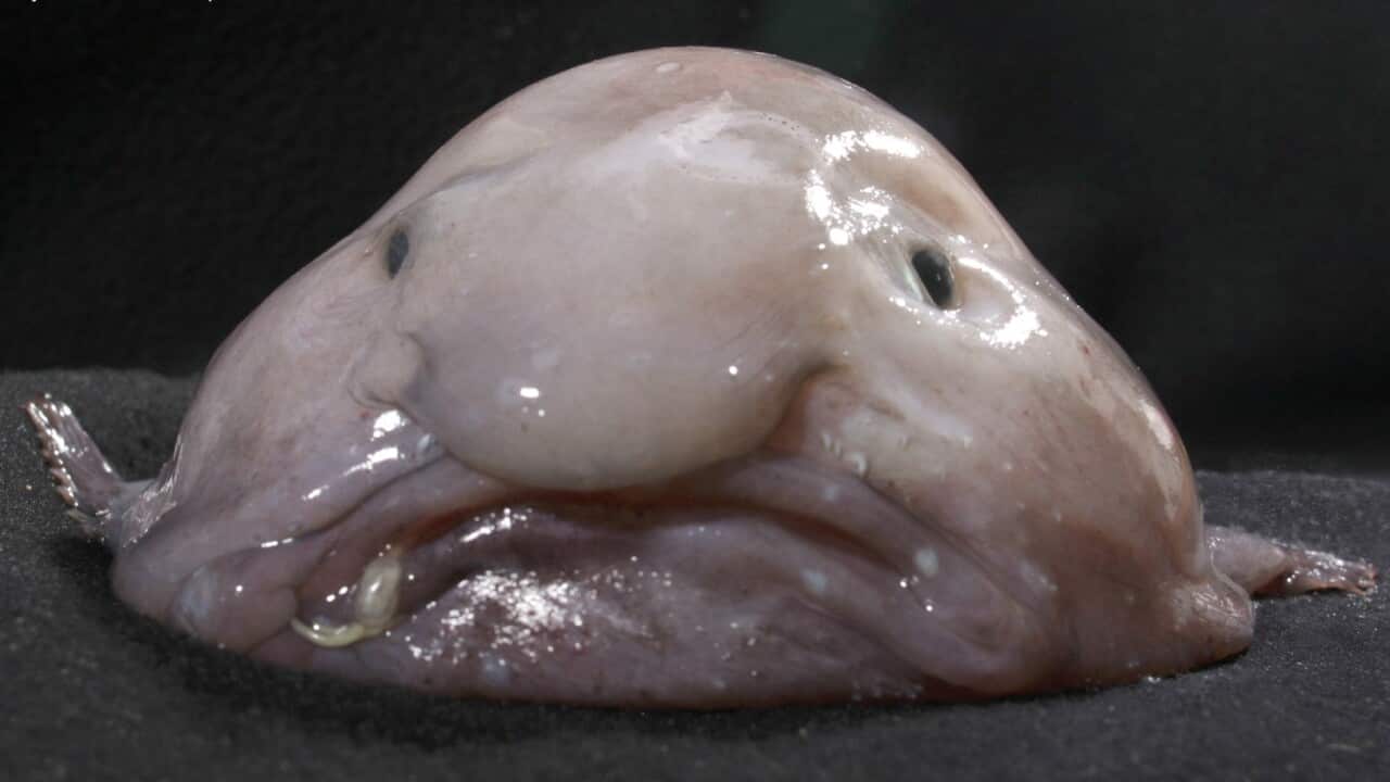 "Mr Blobby" was voted the world's ugliest animal in 2013