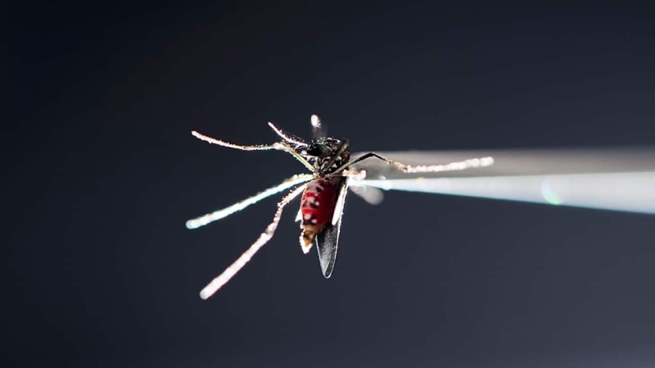 A vacuum tube holds a blood-fed strain of Aedes aegypti mosquito